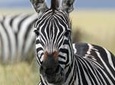 4-Day Safari from Arusha: Tarangire, Serengeti and Ngorongoro