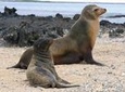 5-Day All-Inclusive Galapagos: Isabela and Santa Cruz Island