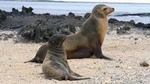 5-Day All-Inclusive Galapagos: Isabela and Santa Cruz Island