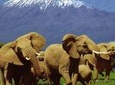 6 Days Amboseli, Lake Nakuru, Masai Mara Wildlife Safaris All Inclusive