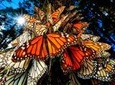 7 Day-Monarch Butterfly Ecofriendly Tour in Mexico 
