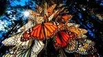 7 Day-Monarch Butterfly Ecofriendly Tour in Mexico 