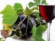 8 Hour Napa Valley Wine Tasting Tour from San Francisco