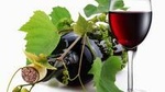 8 Hour Napa Valley Wine Tasting Tour from San Francisco