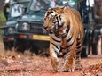  Best of Rajasthan with Ranthambore
