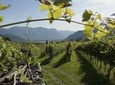 Amarone Wine Tour