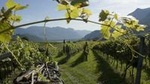 Amarone Wine Tour