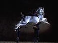 Andalusian Horses Dance Show