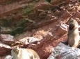 Ballestas Islands: Paracas National Reserve from Lima Small Group Tour