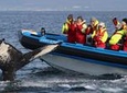 Big Whale Safari and Puffins RIB Boat Tour from Húsavík