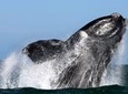 Whale Watching from Gansbaai