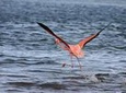 Half-Day Bonaire Island Tour with Hotel Pickup and Drop-off
