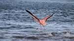 Half-Day Bonaire Island Tour with Hotel Pickup and Drop-off