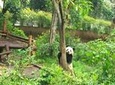 Chengdu Private Panda Trip with Afternoon Private Custom Tour