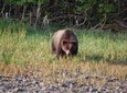 Chichagof Island Tour: Brown Bear Search