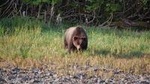 Chichagof Island Tour: Brown Bear Search