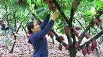 Private Tours of Cu Chi, Ho Chi Minh city or Mekong Delta from any Cruise Port
