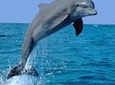 Dolphin Sightseeing Tour on The Footloose Catamaran from Panama City Beach