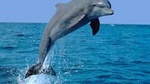 Dolphin Sightseeing Tour on The Footloose Catamaran from Panama City Beach