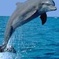 Dolphin Sightseeing Tour on The Footloose Catamaran from Panama City Beach
