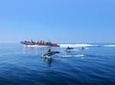 Dolphin Watching and Cave Tour near Albufeira