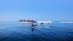 Dolphin Watching and Cave Tour near Albufeira