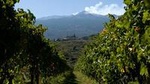 Mt Etna and Wine tasting tour from Catania