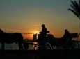 3-Hour Private Luxor Horse Carriage City Tour