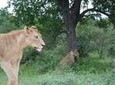 Full-Day Big 5 Safari from Hazyview