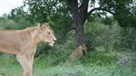 Full-Day Big 5 Safari from Hazyview