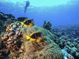 Full-Day Catalina Island Scuba Diving Tour from La Romana