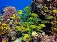 Full-Day Catalina Island Scuba Diving Tour from Punta Cana