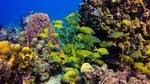 Full-Day Catalina Island Scuba Diving Tour from Punta Cana