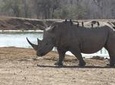 Full-Day Hlane Royal National Park Safari from Manzini