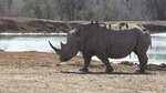 Full-Day Hlane Royal National Park Safari from Manzini