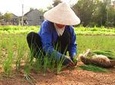 Handmade Village: Kim Bong, Thanh Ha and Tra Que Village by Bicycle