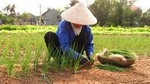 Handmade Village: Kim Bong, Thanh Ha and Tra Que Village by Bicycle