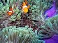 Full-Day Racha Noi and Racha Yai Snorkeling from Phuket