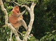 Full-Day Orangutan and Proboscis Monkey Tour from Sandakan or Kota Kinabalu
