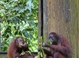 Full-Day Sepilok Orangutan,Sun Bear & Sandakan City Trail from Kota Kinabalu