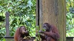 Full-Day Sepilok Orangutan,Sun Bear & Sandakan City Trail from Kota Kinabalu