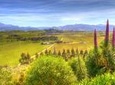 Full-Day Wine Gourmet and Scenic Delight Tour of Marlborough from Blenheim
