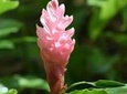 Half-Day Barbados Tour: Harrison's Cave, Hunte's Gardens and Bathsheba