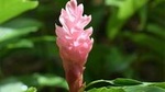 Half-Day Barbados Tour: Harrison's Cave, Hunte's Gardens and Bathsheba
