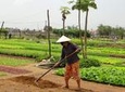 Tra Que Village - Herb & Vegetable Farming