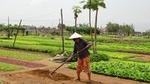 Tra Que Village - Herb & Vegetable Farming