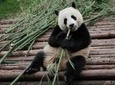 Half-Day Tour at Chengdu Panda Breeding Research Base