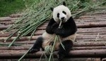 Half-Day Tour at Chengdu Panda Breeding Research Base