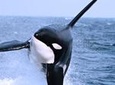 Half-Day Whale Watching Adventure from Vancouver