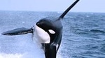 Half-Day Whale Watching Adventure from Vancouver